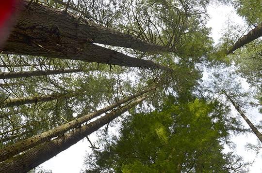 spring-big-trees