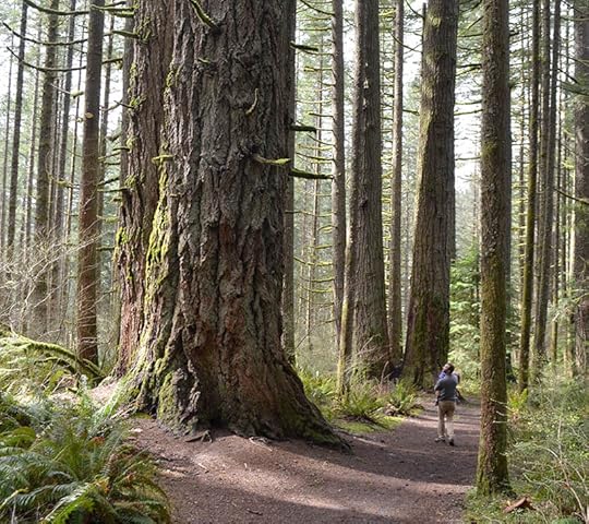 spring-old-growth