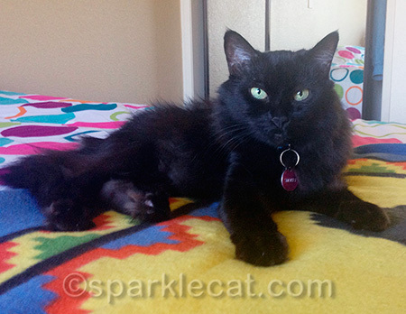 Smokey in assisted living