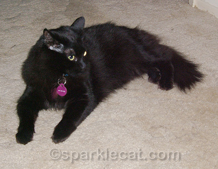 Smokey in 2005
