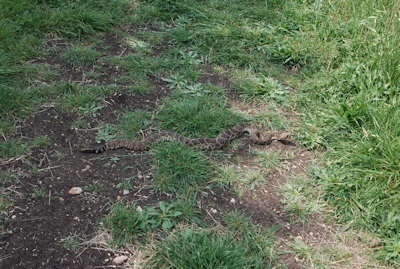 Rattlesnake1-KShull-4-9-15