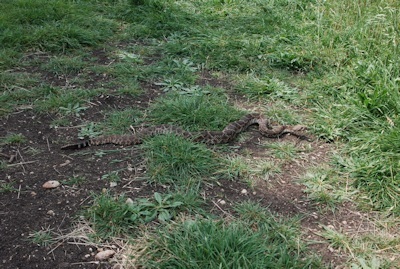 Rattlesnake2-KShull-4-9-15