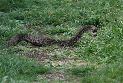 Rattlesnake3-KShull-4-9-15