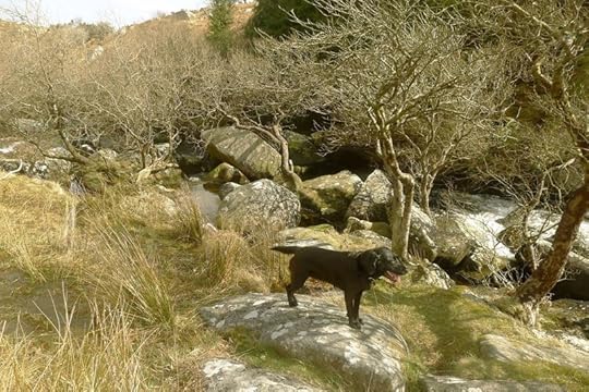Wallabrook 1