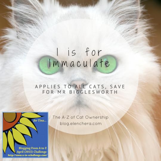 A-Z of Cats: I is for Immaculate