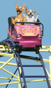 coasterdogs