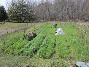 Garden in late winter with compost piles as part of the rotation.