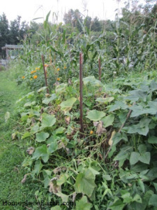 Butternut squash growing around and over the compost pile.