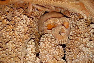 The remains of the so-called Altamura Man, now considered a Neanderthal, encrusted with calcite formations in Altamura, Italy.