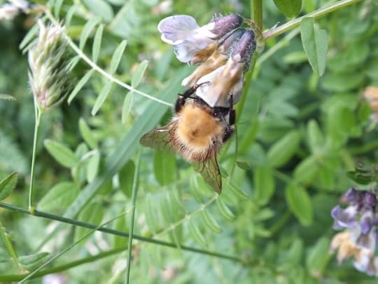 Thirsty bee