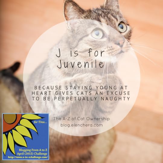 A-Z of Cats: J is for Juvenile