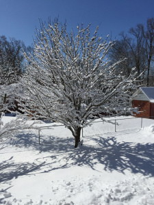 snowtree