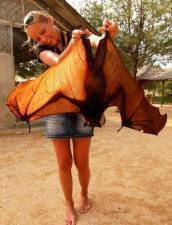 Malayan Flying Fox