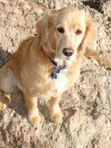 11034367_10153178988829289_209919254708688212_o