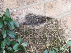 Nest