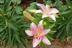 Lilies Toil Not. Do They Read?
