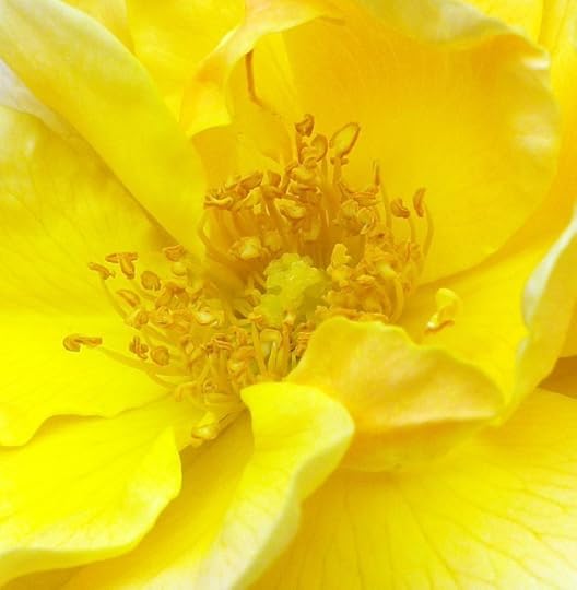 gardenand stuff 0392