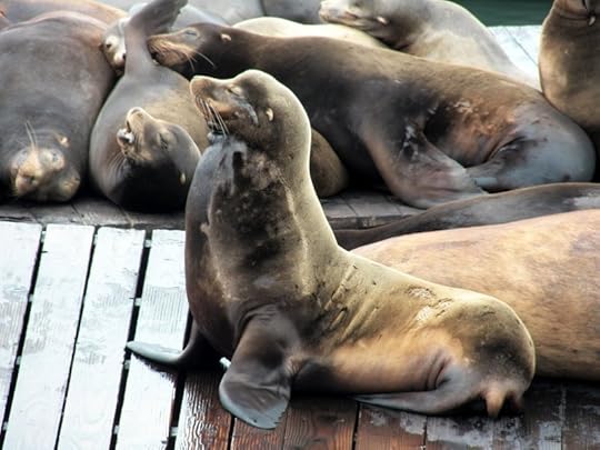 Sea lions, San Francisco