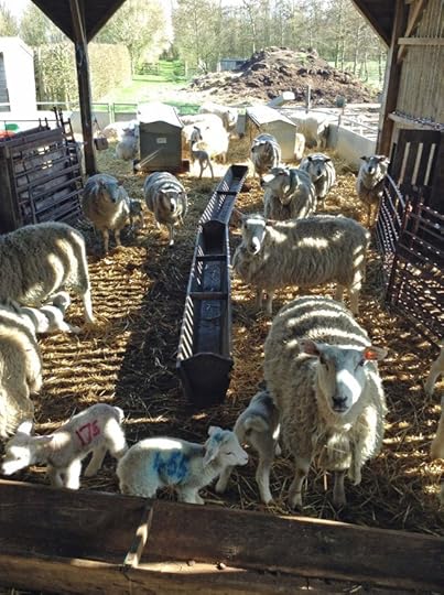 The ewes and lambs were housed for the first three weeks of lambing, until the grass was ready to receive them. As spring was late in 2015, this wasn���t until the end of the first week in April.