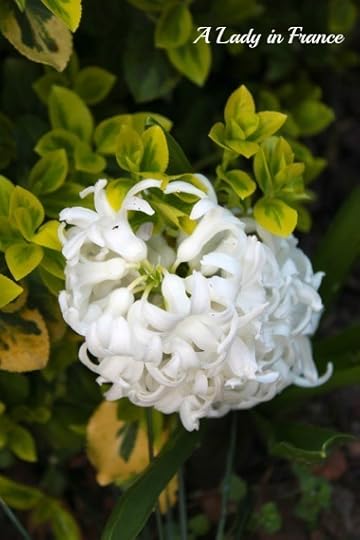 White hyacinth