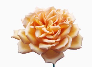 Peony