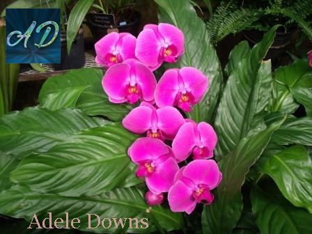 LGpurplespecialorchids2signed copy