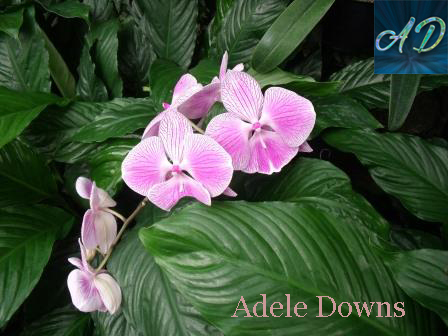 LGpurplespecialorchidssigned copy