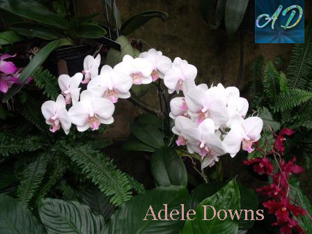 LGwhiteorchids3signed copy