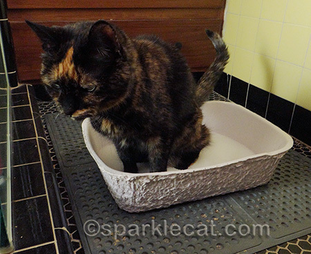 How did she slip in there first?