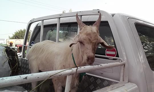 Cute goat awaiting its untimely death.