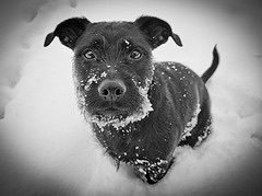 Snowy dog 