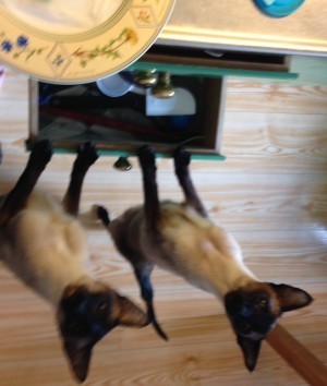 Tappa lax, snäääälla, tappa lite lax.