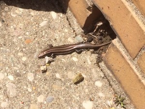skink