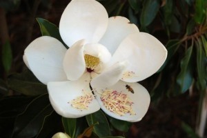 Bee in Magnolia flower