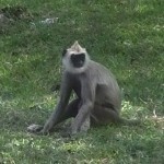 Best Things to Do in Sri Lanka - Anuradhapura Ancient Town - Watch Monkeys Play