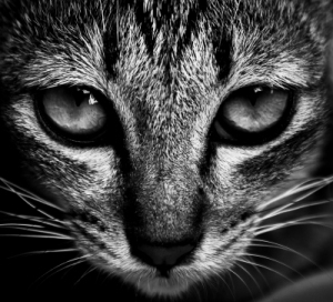 image by zirconicusso at freedigitalphotos.net