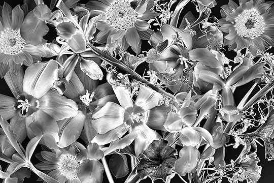 Solarized Flowers © Harold Davis