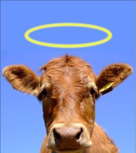 sacred cow