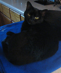 Stella