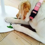 La depressione degli Spinaci