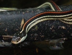red-striped-ribbon-snake-head334
