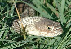 Western Coachwhip