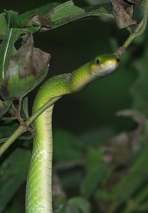 Rough Green Snake, riparian woods
