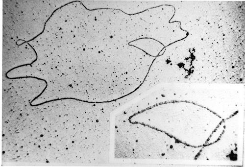 DNA_Under_electron_microscope_Image_3576B-PH.jpg