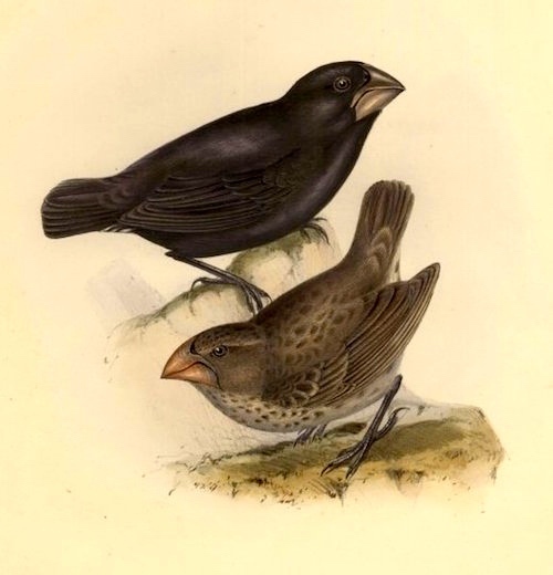 Geospiza_strenua1-1.jpg
