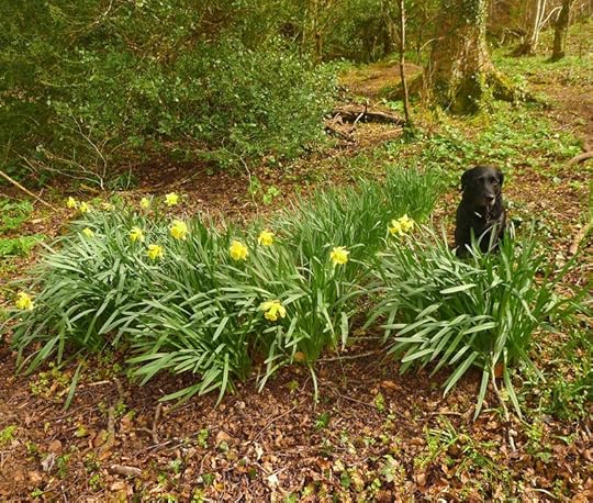 Daffodils 2