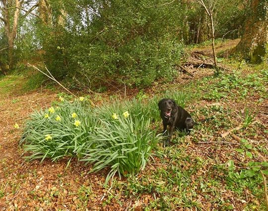 Daffodils 3
