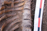 medieval skeleton broken ribs