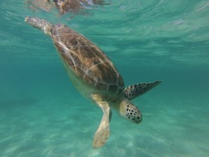 Photo Credit Local Quickies