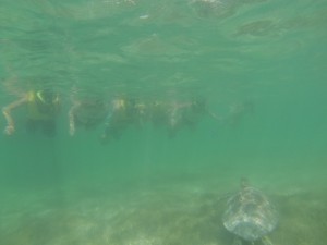 Snorkelers politely surrounding a turtle, photo credit Local Quickies